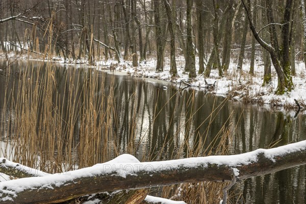 Sapina River and the riparian forest, the swamp, partially reflecting in the slowly flowing water,