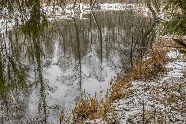 Sapina River and the riparian forest, the swamp, partially reflecting in the slowly flowing water,