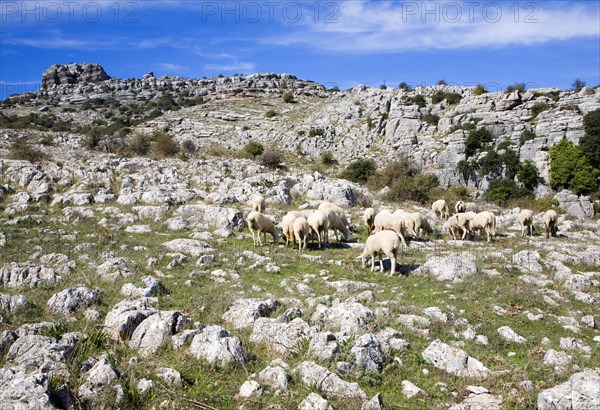 Dramatic limestone scenery of rocks shaped by erosion and weathering at El Torcal de Antequera
