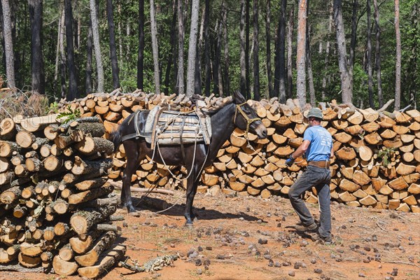 A man in blue working clothes leading a mule in the forest, near Soufli, Eastern Macedonia and
