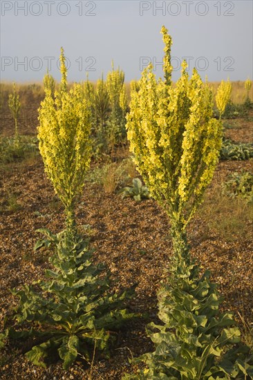 Yellow flowers of Verbascum thapsus, Great or Common Mullein, growing on beach at Shingle Street,