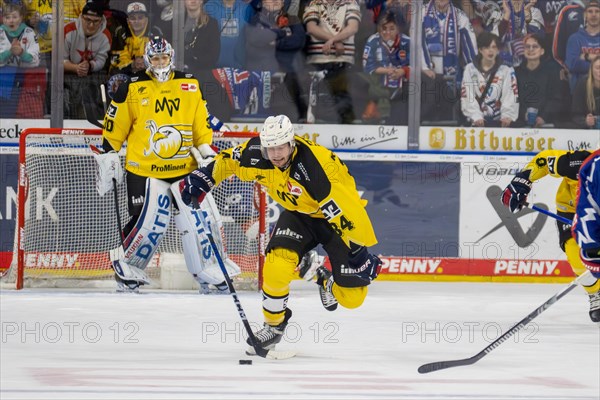 23.02.2024, DEL, German Ice Hockey League, 48th matchday) : Adler Mannheim (yellow jerseys) against