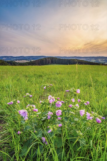 A musk-mallow (Malva moschata) in a meadow in the Weserbergland, portrait format, landscape