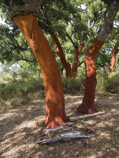 Red tree trunks freshly harvested bark Quercus suber, Cork oak, Sierra de Grazalema natural park,