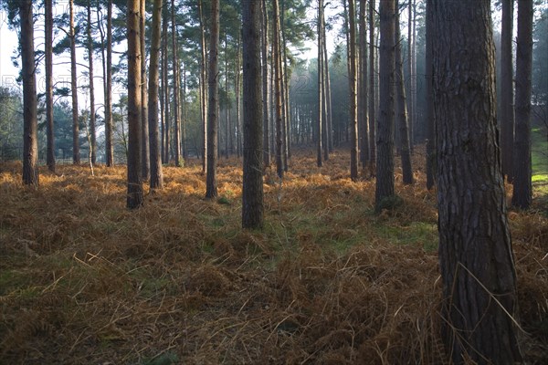 Early morning sunlight shines through conifer trees onto bracken near Snape, Suffolk, England,