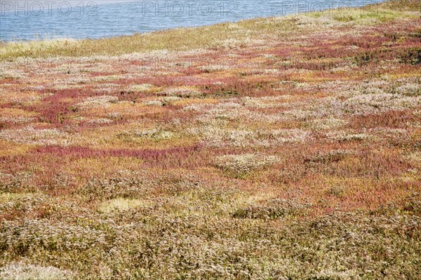 Mudflats and saltings vegetation on the tidal Butley Creek rivers, Suffolk, England, United