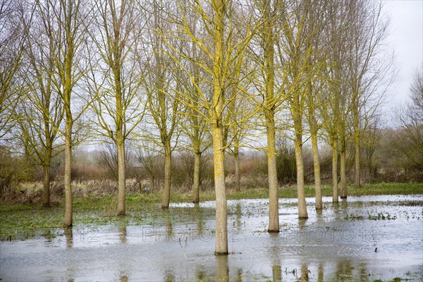 Salix Alba Caerulea, cricket bat willow trees in flood water on River Deben flood plain wetland,