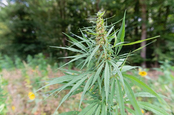 Close-up of a cannabis flower in a natural environment with blurred background, hemp, cannabis,