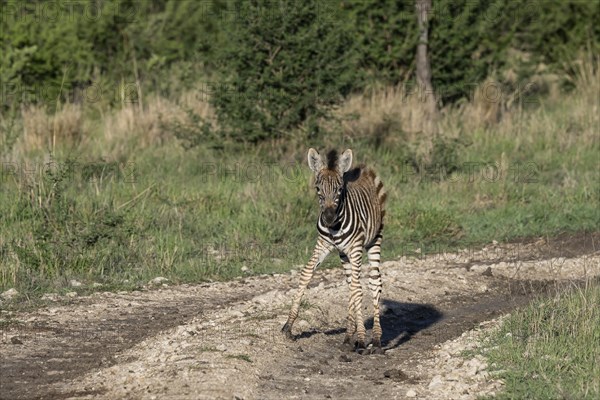 Plains zebra (Equus quagga) foal, Madikwe Game Reserve, North West Province, South Africa, RSA,