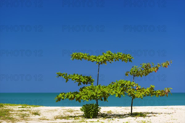 Rubiaceae on the beach of Khao Lak, beach, clean, clear, tree, bush, plant, nature, natural beach,