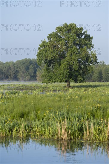 Wetland, wet meadow, water area, marsh iris (Iris pseudacorus) flowering, English oak (Quercus