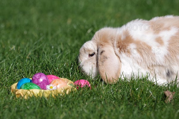 Rabbit (Oryctolagus cuniculus domestica), ram rabbit, floppy ear, Easter, Easter nest, garden,
