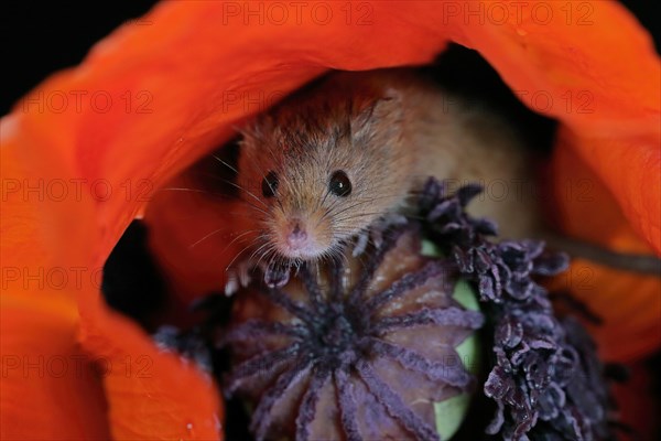 Common harvest mouse, (Micromys minutus), adult, on corn poppy, flower, foraging, at night,