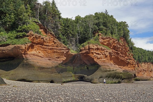 Wooded cliffs, red sandstone, Five Islands Provincial Park, Fundy Bay, Nova Scotia, Canada, North
