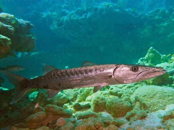 Great barracuda (Sphyraena barracuda), dive site John Pennekamp Coral Reef State Park, Key Largo,