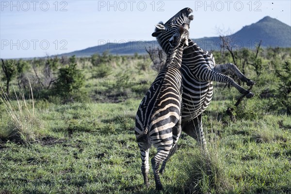 Plains zebra (Equus quagga) 2 stallions fighting, Madikwe Game Reserve, North West Province, South