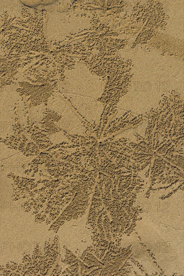 Sandworms form patterns on the beach of Khao Lak, beach, pattern, texture, art, nature art, sea,