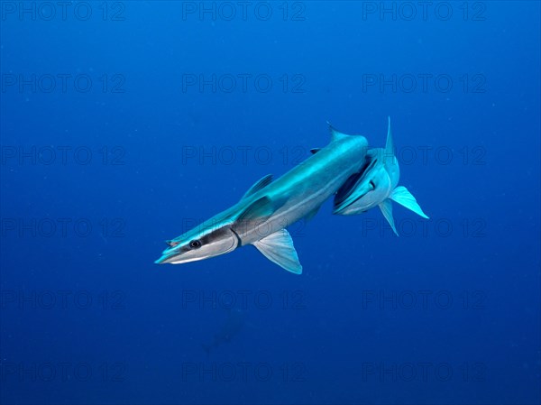 Two ship mounts (Echeneidae), monochrome blue background, detachable, dive site Lemon Drop, Riviera