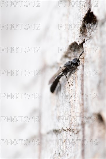 Potter's digger wasp (Trypoxylon figulus), in front of its nesting tunnel in dead wood, Harz