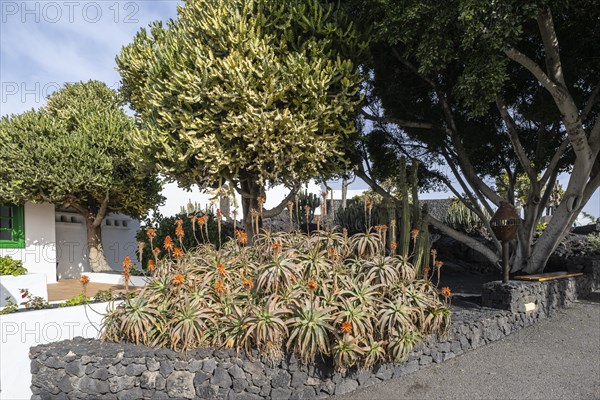 Aloe veras (Aloe vera) in the entrance area of the Fundacion Cesar Manrique, Lanzarote, Canary