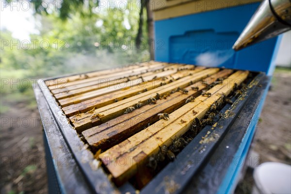 Fantastic beehive producing honey, nature, man and bee, sweet honey, honeycomb, nectar, beekeeping,