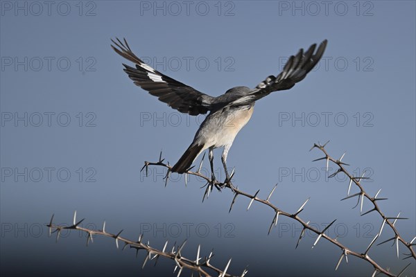Lesser grey shrike (Lanius minor), Madikwe Game Reserve, North West Province, South Africa, RSA,