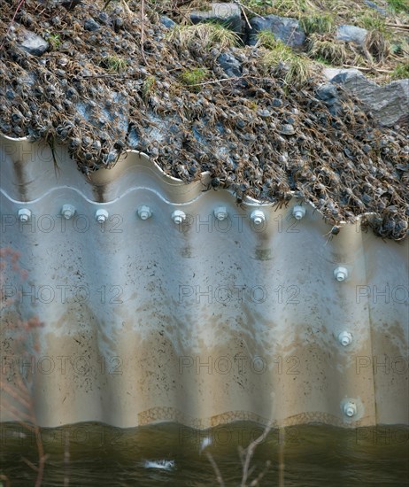 Masses of chinese mitten crab (Eriocheir sinensis), invasive species, neozoon, crabs, juveniles,