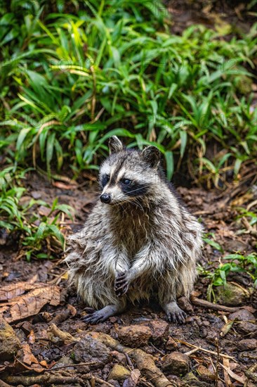 Raccoon in natural environment, close-up, portrait of the animal on Guadeloupe au Parc des
