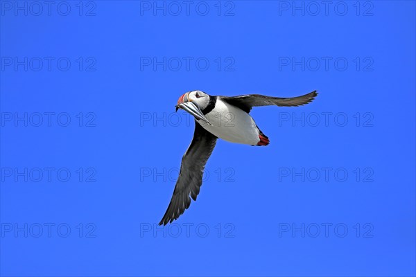 Puffin (Fratercula arctica), adult, flying, with sand eels, with food, Faroe Islands, England,
