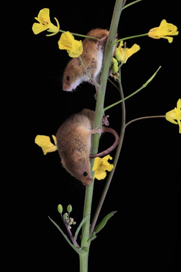 Eurasian harvest mouse (Micromys minutus), adult, two, pair, on plant stem, flowering, foraging, at
