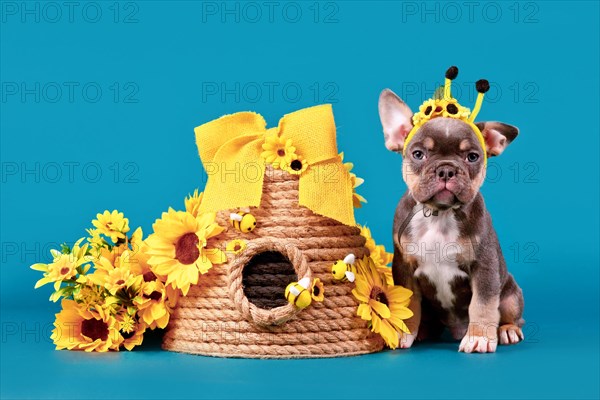 Cute tan French Bulldog dog puppy with bee costume antlers sitting next to beehive and sunflowers