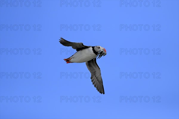 Puffin (Fratercula arctica), adult, flying, with sand eels, with food, Faroe Islands, England,