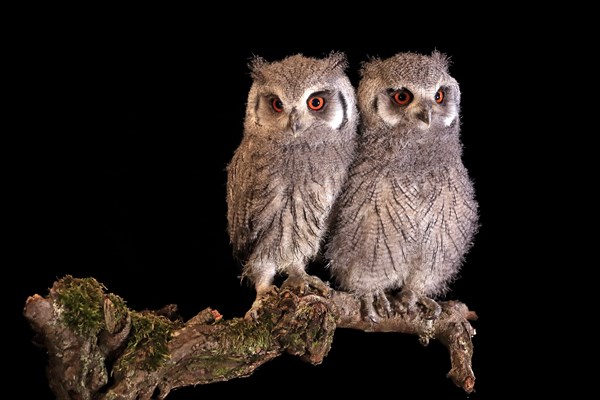 Southern white-faced owl (Ptilopsis granti), juvenile, two juveniles, siblings, at night, on guard,