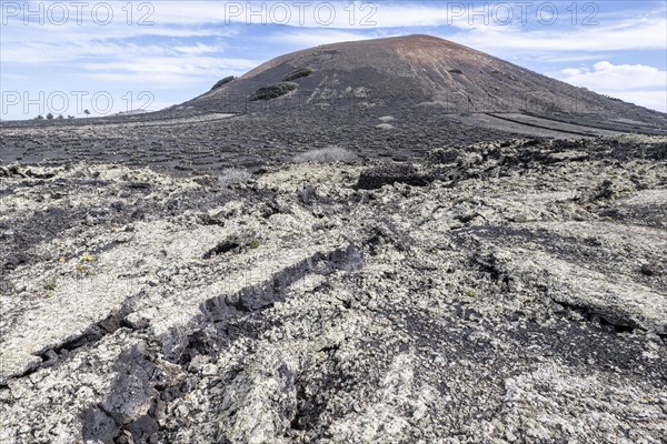 Lava landscape overgrown with lichens and succulents, in the background vineyards protected by dry