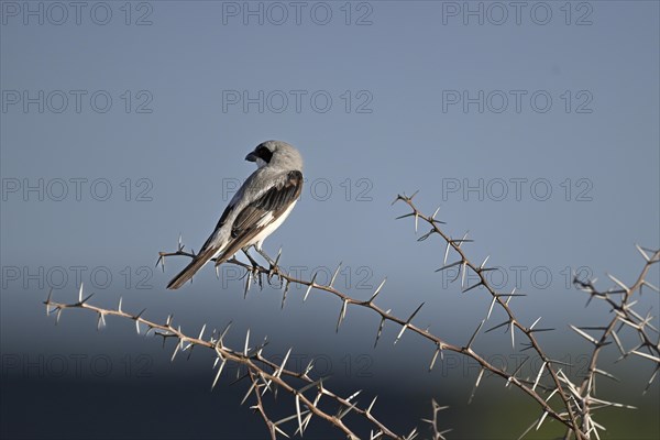 Lesser grey shrike (Lanius minor), Madikwe Game Reserve, North West Province, South Africa, RSA,