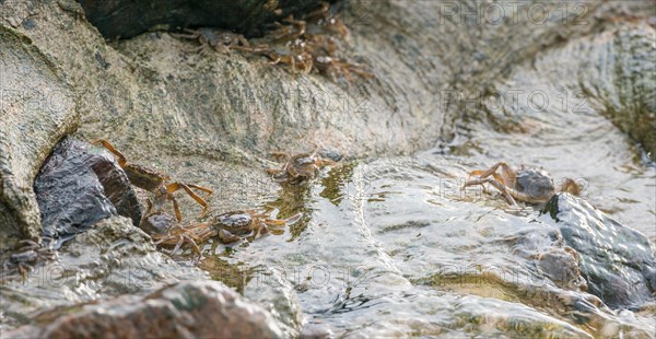 Many chinese mitten crab (Eriocheir sinensis), invasive species, neozoon, crabs, juveniles move