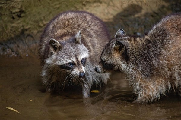 Raccoon in natural environment, close-up, portrait of the animal on Guadeloupe au Parc des
