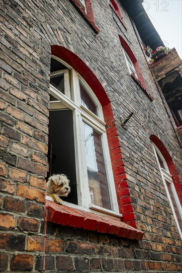 Cute hairy dog sticking out of the window in brick tenant house in Nikiszowiec, Katowice, southern