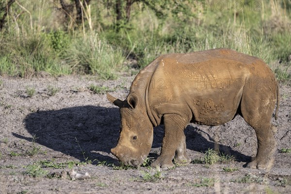 White rhinoceros (Ceratotherium simum) juvenile approx. 1 year old, Madikwe Game Reserve, North