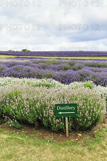 Sign with inscription distillery, lavender (Lavandula), blue and white, lavender field on a farm,