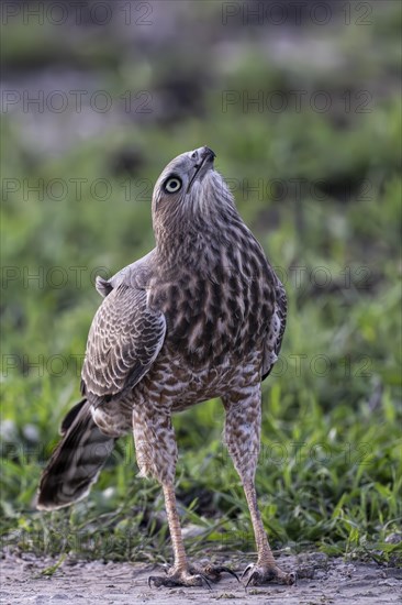 Silver Singing Goshawk, also known as pale chanting goshawk (Melierax canorus) juvenile, Madikwe
