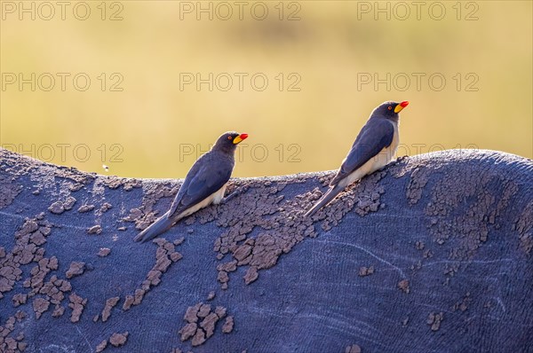 Yellow-billed oxpecker (Buphagus africanus) sitting on the back on a Black rhinoceros (Diceros