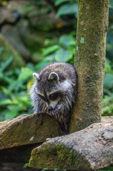 Raccoon in natural environment, close-up, portrait of the animal on Guadeloupe au Parc des