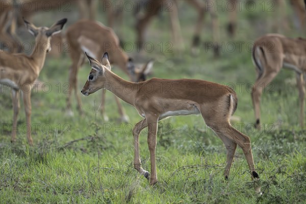 Black Heeler Antelope or Impala (Aepyceros melampus) herd with young, nursery, Madikwe Game
