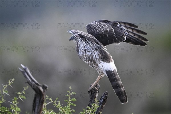 Silver Singing Goshawk, also known as pale chanting goshawk (Melierax canorus) juvenile, Madikwe