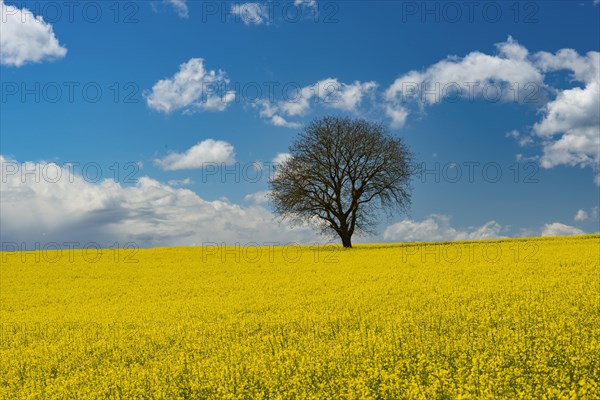 Old English oak (Quercus robur), on the Hoedinger Berg, Hoedingen, Lake Constance district, Upper