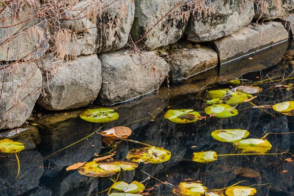 Lily pads and autumn leaves adrift near a stone wall, reflecting subtle textures on water, in South