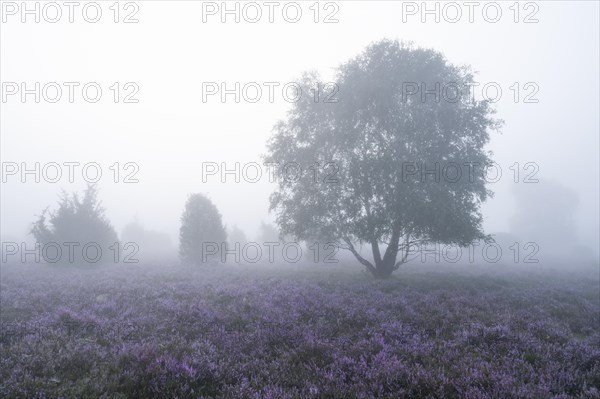 Heath landscape, flowering common heather (Calluna vulgaris), birch (Betula), morning mist,
