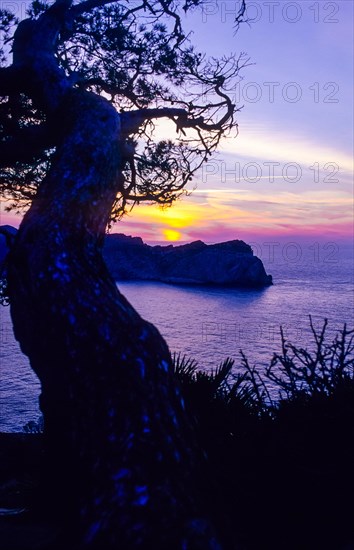 Romantic sunset with the silhouette of a pine (Pinus) and european fan palms (Chamaerops humilis)