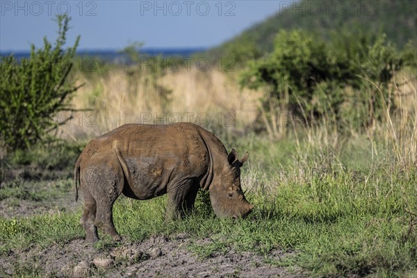 White rhinoceros (Ceratotherium simum) juvenile approx. 1 year old, Madikwe Game Reserve, North
